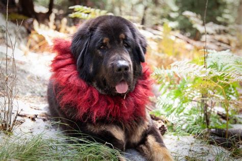 Home Tibetan Mastiff Rescue