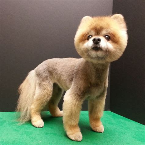 Pomeranian Boo Haircut Before And After Pets Lovers