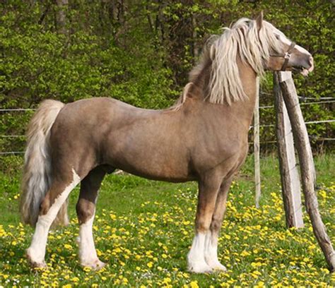 Beautiful Welsh Cob Section D Stallion Cwmmaddoc Appollo On His 30th