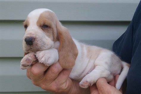 Mcmahan European Bassets Basset Hound Puppies For Sale Born On 06