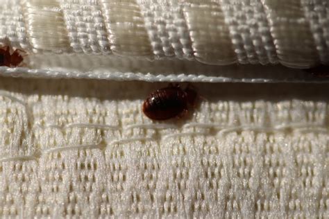 Porter County Bed Bugs
