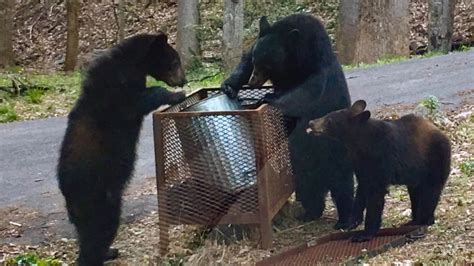 Twra Video Shows Mama Bear Nursing Her Cubs On Side Of Road Near