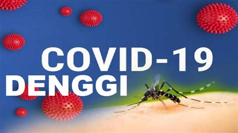 Demam denggi adalah sejenis penyakit jangkitan virus yang merebak melalui gigitan nyamuk aedes aegypti yang telah dijangkiti. Denggi sebahaya Covid-19! Hanya sikap diri pengganti ...