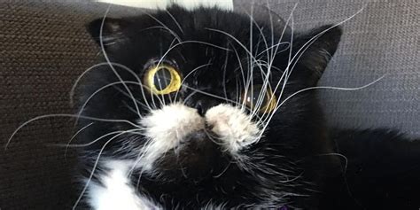 Rescue Cat With The Craziest Whiskers From Neglect To Loving Home Love Meow