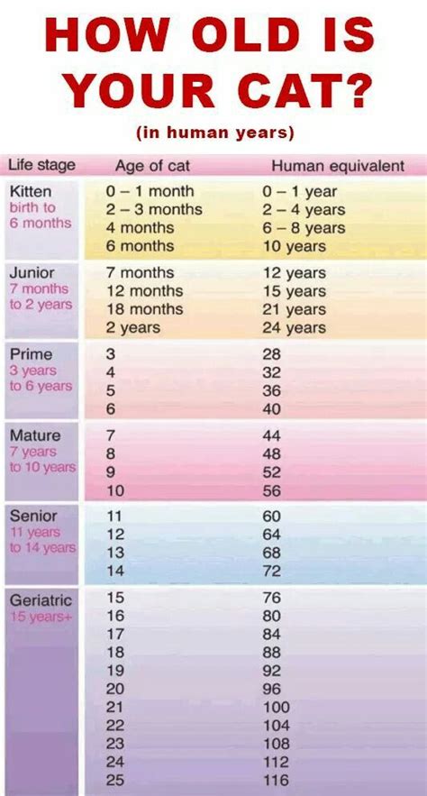 How Old Is Your Cat Cat Age Chart Cat Years Cat Ages