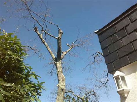 Pruning Oak Trees How And When To Prune