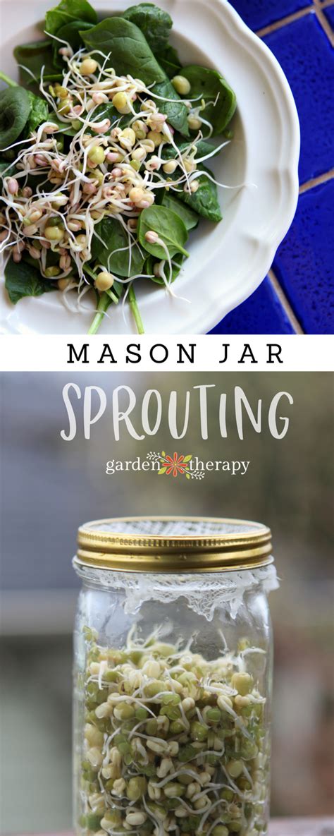 Mason Jar Sprouts Mung Beans And Green Peas Garden Therapy