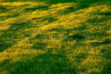 Light Green Grass Patches In Lawn Why And How To Fix Big Organic Garden