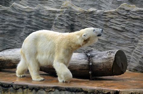 Polar Bear Walking On Rock Stock Photo Image Of Eyes 14593314