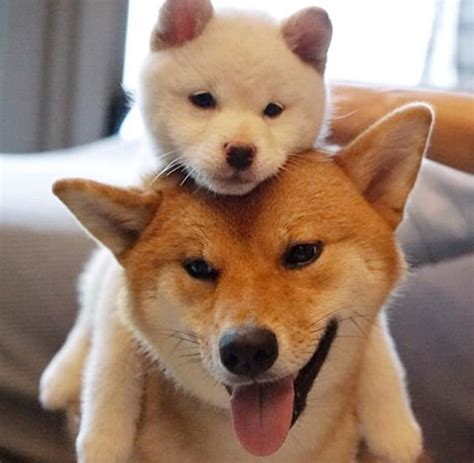 14 Pictures Of Shiba Inu Proving That They Are The Best Friends Ever