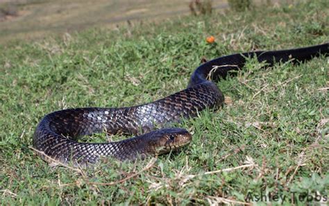 Texas Indigo Snake Project Noah