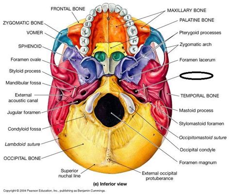 Week #3 Axial Skeleton: Skull Flashcards | Easy Notecards