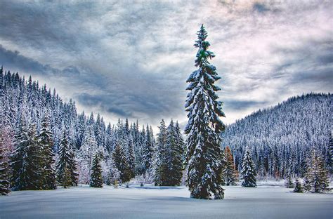 Snowy Meadow Photograph By Michael Whitson Fine Art America