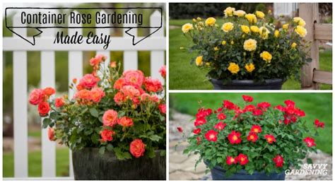 Container Rose Gardening Made Easy Learn To Grow Roses In