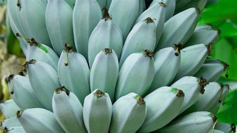 Blue Java Bananas Nutrition Benefits And Uses Blue Banana Banana