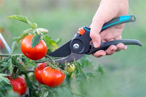 How And When To Prune Your Tomato Plants Everchanging Garden Blog