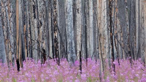 Fireweed Forest Bing Wallpaper Download