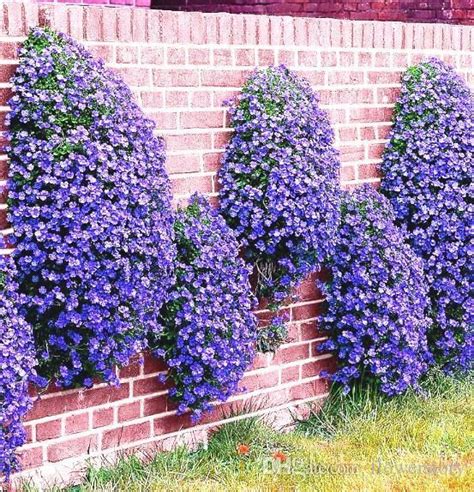 50 Perennial Flowering Groundcover Seeds Rock Cress Bright Blue