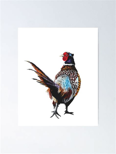 Pheasant Pheasants Game Bird Pheasant Art Poster For Sale By Islesart Redbubble
