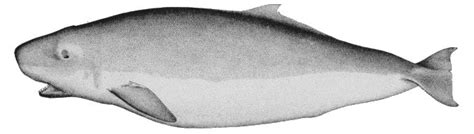 Pygmy Sperm Whale Kogia Breviceps Wiki Image Only