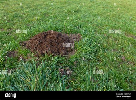 Mole Hole On The Green Grass In Fall Time With Copy Space Stock Photo