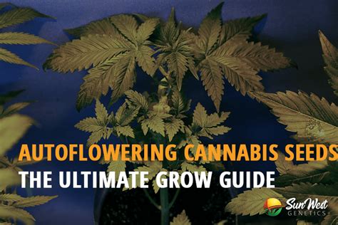 Autoflowering Cannabis Seeds Grow Guide Sunwest Genetics