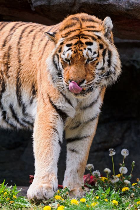 Tiger Tigers Photo Fanpop