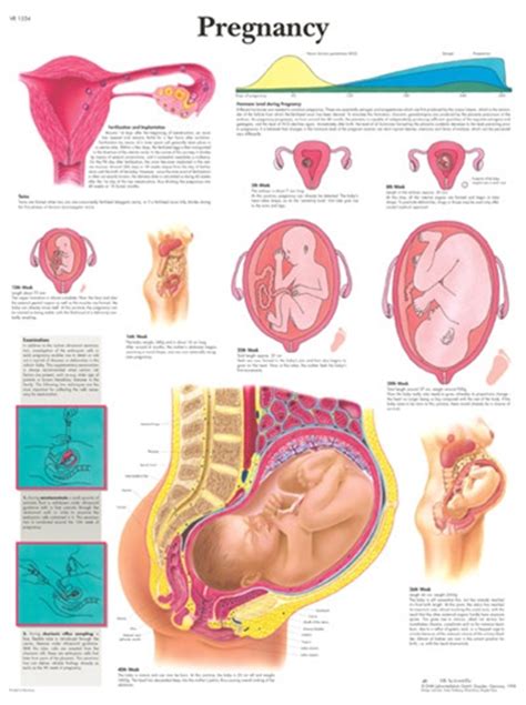 Pregnancy Anatomical Chart Anatomy Poster Anatomical Poster