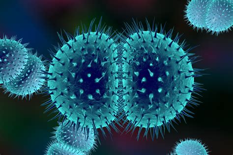 Fact Sheet Bacterial Meningitis