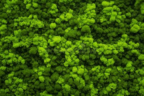 Moss Wall Green Wall Decoration Made Of Natural Moss Stock Image