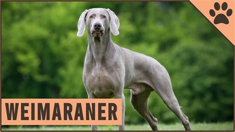 Weimaraner All About The Dog Breed Youtube
