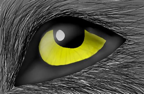 Wolfs Eye By Larka Zengo On Deviantart