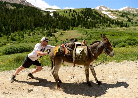 Photos Runners Try To Pull Push And Plead With Donkeys During Annual