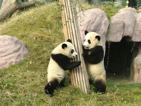 Caught You Pandas Playing At The Panda Reserve Outside Of Chengdu