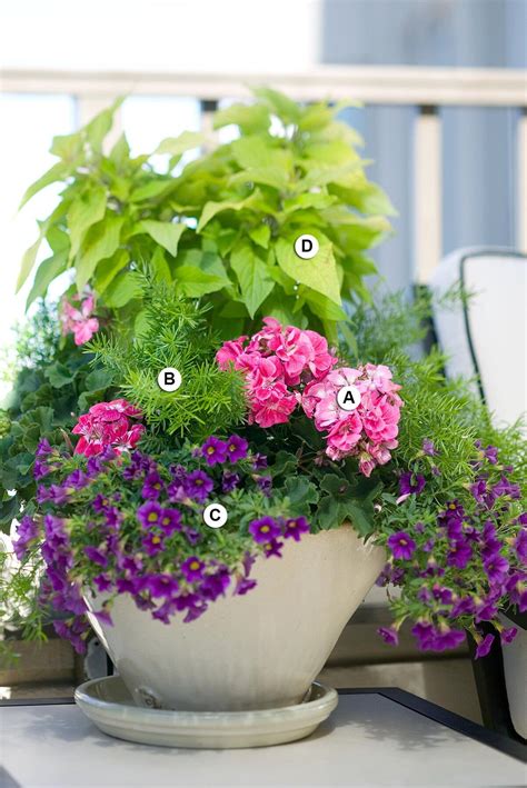 Heres What To Plant With Geraniums For Pretty Summer Containers