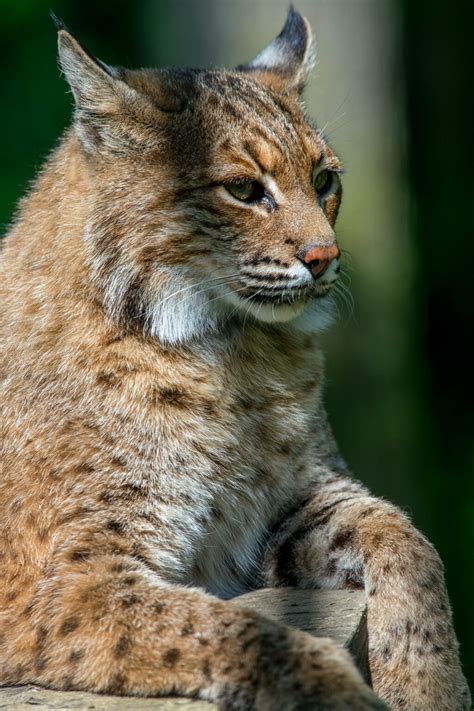 Native Wildlife In Western North Carolina Mammals Birds And Fish