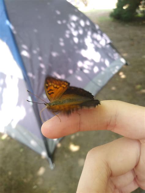 Butterfly Decided To Land On My Hand And Start Licking Me During A