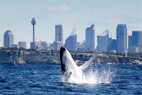 The Ultimate Guide To Whale Watching In Sydney Blog
