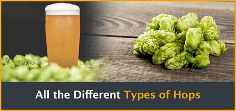All The Different Types Of Hops