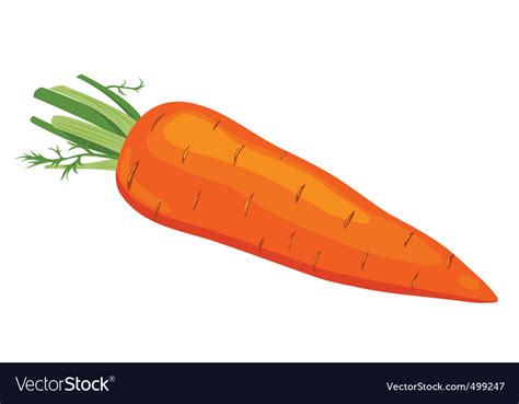Carrot Royalty Free Vector Image Vectorstock