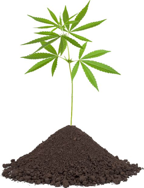 Cannabis Png Image For Free Download