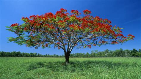 A Tree In The Middle Of A Field With Red Flowers On It