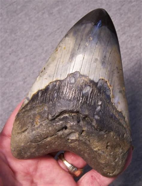 Megalodon Shark Tooth 5 Teeth Jaw Huge Fossil Stunning Color Polished