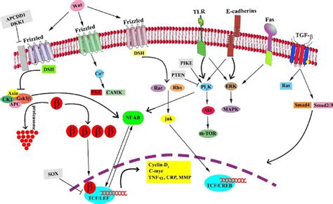 The Comprehensive Attribution Of Wnt Catenin To Several Signaling Download Scientific Diagram