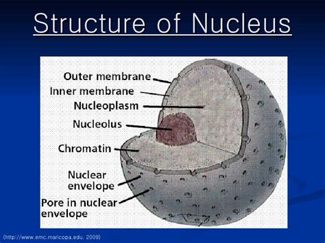 Nucleus Ppt