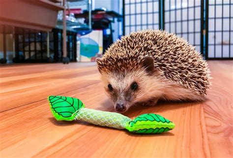 Toy Hedgehog That Rolls Wow Blog