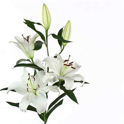 Maybe you would like to learn more about one of these? Lillium Oriental Santander | Cut Lillium | Flower ...