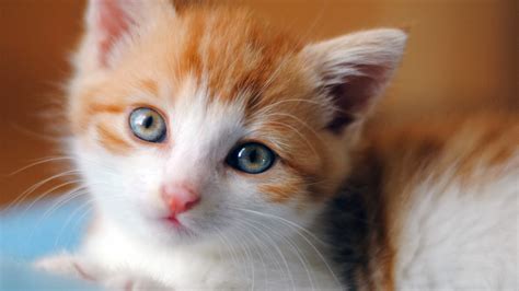 √ Download Wallpaper Kucing Lucu Imut Dan Menggemaskan