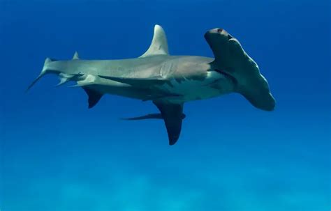 Are Hammerhead Sharks Aggressive Do They Attack People