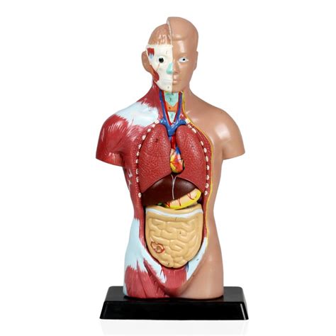 Vat Sexless Human Torso Parts Torsos Anatomical Models
